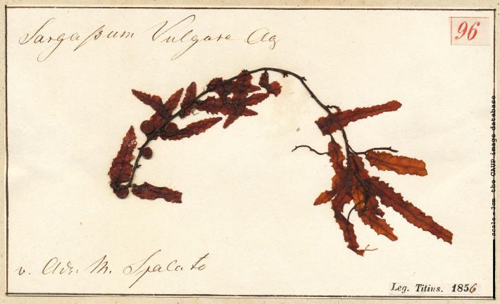 Sargassum vulgare_96.jpg